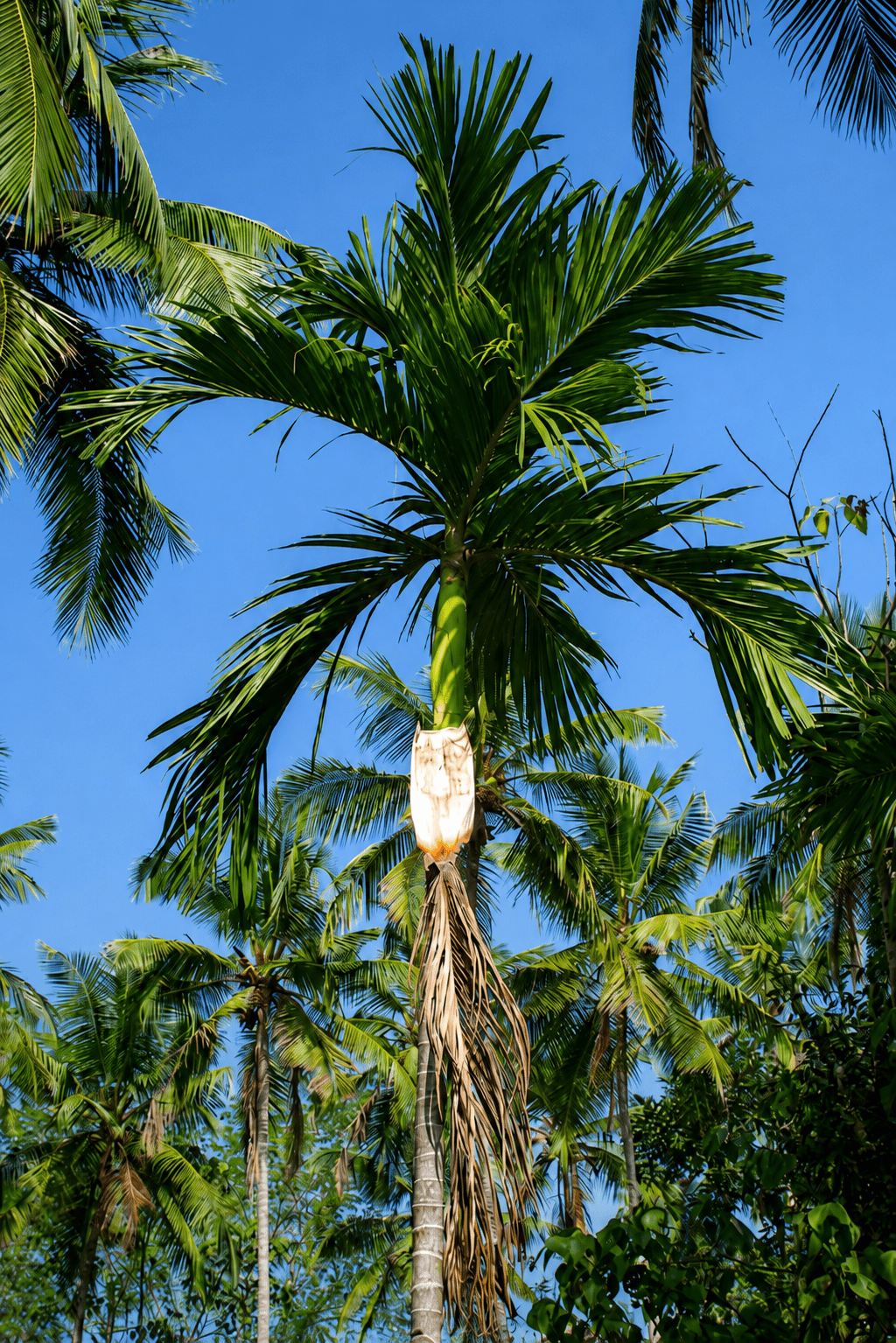 Dried areca palm leaf still attached to the tree, ready to fall — Ecodyne's raw material source in Manjeshwar, Kerala. No trees cut.