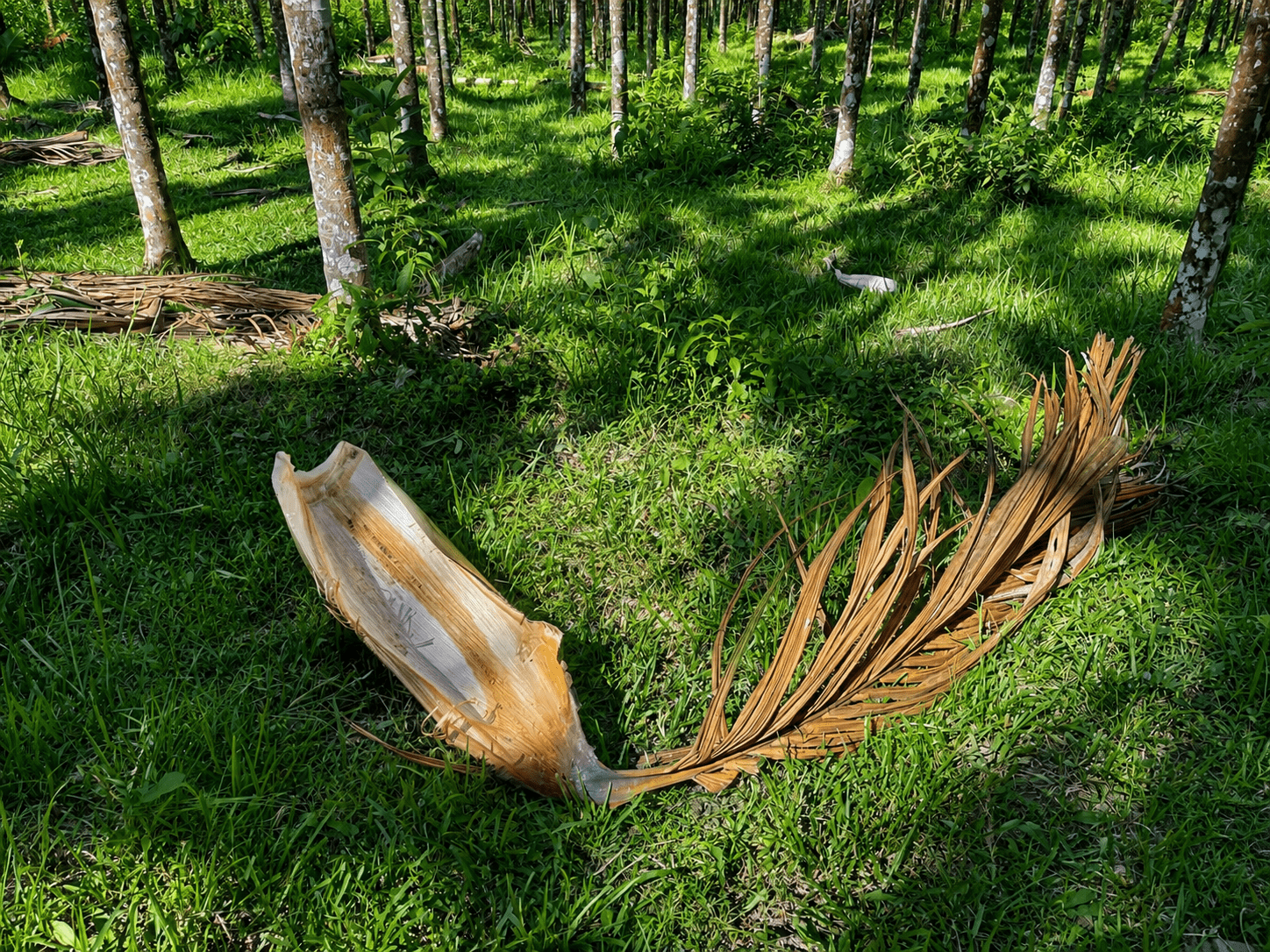 A naturally fallen Areca catechu palm leaf on the ground — the raw material from which palm leaf disposable plates are pressed; only naturally shed leaves are collected, no tree is cut and no leaf plucked