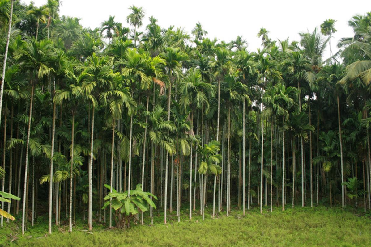 Cultivated areca palm (Areca catechu) grove in coastal Karnataka — the cultivation base supplying naturally fallen palm sheaths to the Ecodyne palm leaf organic farming programme, with banana intercropping visible per ICAR-CPCRI agroforestry methodology.